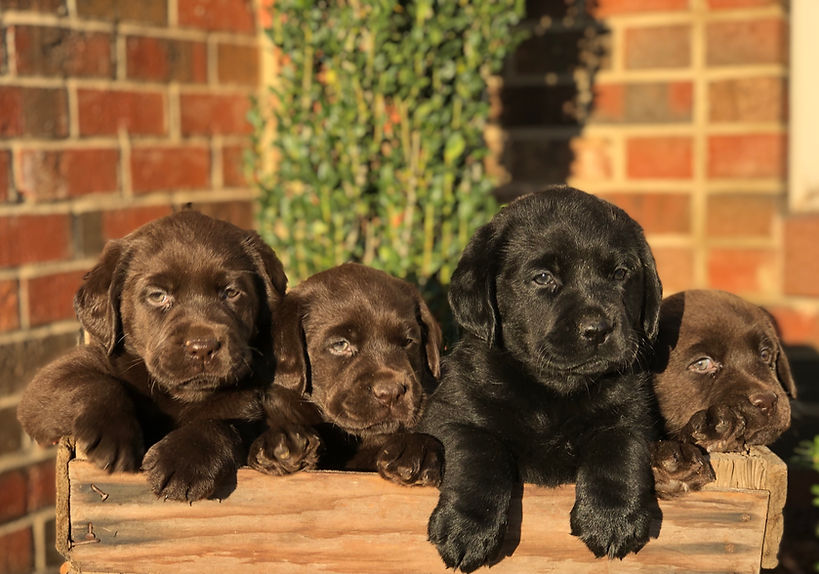 Chocolate English Labrador Puppy for Sale in Florida, San Francisco